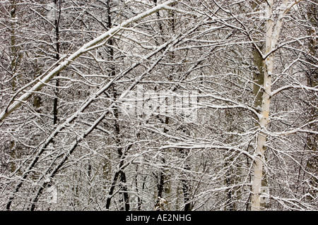 Neige fraîche sur les branches d'arbres de bouleau et aulne rugueux branches, Grand Sudbury, Ontario, Canada Banque D'Images