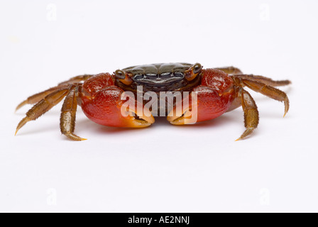Griffe crabe rouge ou rouge Crabe Perisesarma bidens griffus Sesarma précédemment bidens Banque D'Images