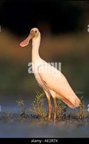 Ajaia ajaja Roseate Spoonbill young Lake Corpus Christi Texas USA Juin 2003 Banque D'Images