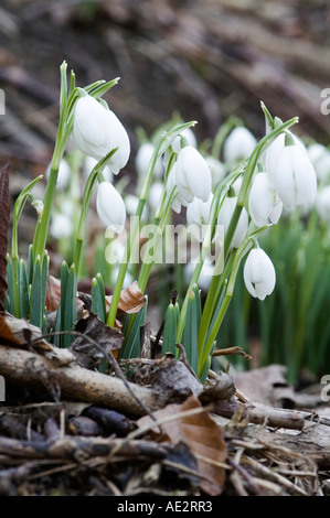 Groupe des perce-neige Galanthus nivalis en situation forestiers les bulbes naturalisés augmenter chaque année Banque D'Images