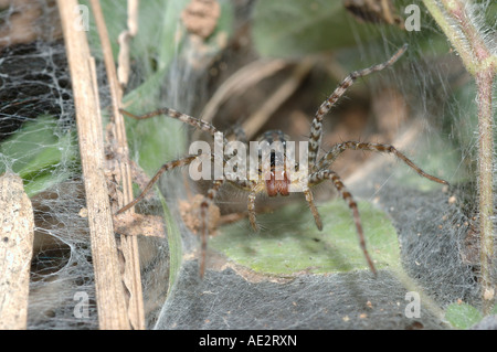 Hippasa araignées Lycosidae foveifera à l'embouchure de l'entonnoir menant à l'antre de son web fiche Ghana Banque D'Images