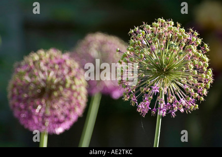 Allium giganteum vivace bulbeuse avec de grands chefs globe Banque D'Images