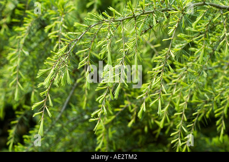 Cedrus deodara Aurea le cèdre pleureur doré Banque D'Images