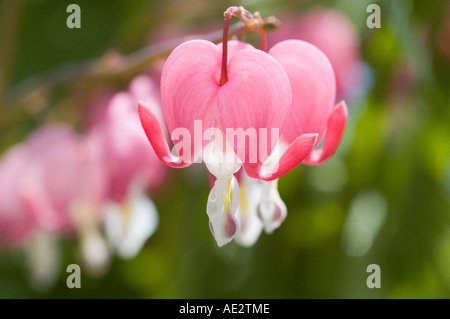 Dicentra spectabilis coeur saignant la plante avec des fleurs rose pendulant au début du printemps Banque D'Images