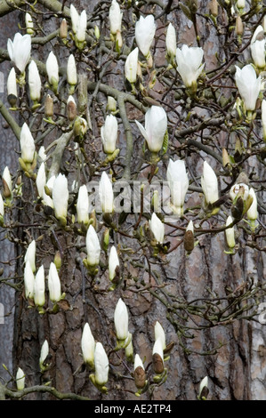 Le Magnolia x soulangeana Alba bougies blanches de la croissance de nouvelles fleurs Banque D'Images