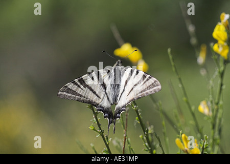 Swallowtail Iphiclides podalirius rares Vercors France Banque D'Images