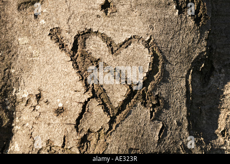 Coeur sculpté dans un tronc d'arbre Banque D'Images
