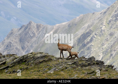 Chamois, Rupicapra rupicapra Banque D'Images