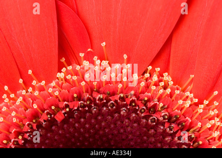 Daisy gerber rouge Banque D'Images