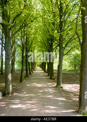 Avenue d'arbres avec la figure lointaine à Coate Water, Swindon Wiltshire, UK Banque D'Images