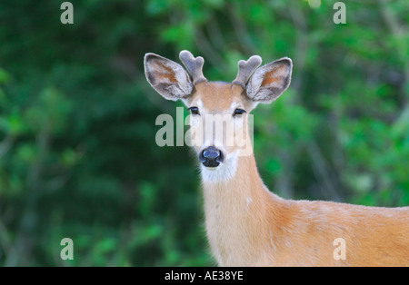 Buck whitetail deer Banque D'Images