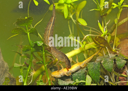 Du grand (Dytiscus marginalis), chenille avec les proies (newt larve) Banque D'Images