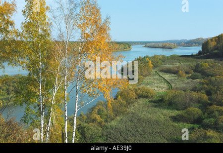 Forêt de bouleau d'automne au-dessus de la rivière de l'Adama. Altaï. La Sibérie. La Russie Banque D'Images