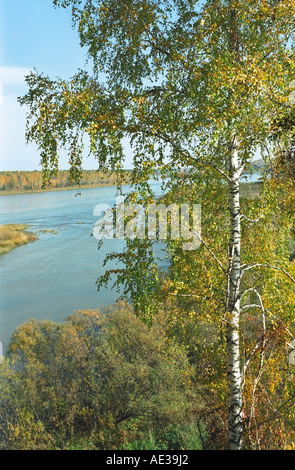 Forêt de bouleau d'automne au-dessus de la rivière de l'Adama. Altaï. La Sibérie. La Russie Banque D'Images