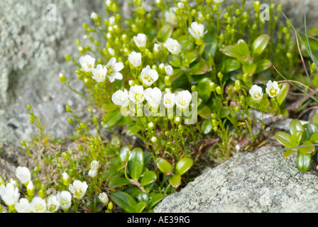 Mountain Sandwort Arenaria -Groenlandica - Banque D'Images