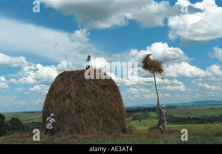 Les agriculteurs passent jusqu'haycocks sur le sommet d'une meule. Altaï. La Sibérie. La Russie Banque D'Images