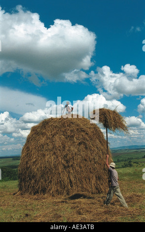 Les agriculteurs passent jusqu'haycocks sur le sommet d'une meule. Altaï. La Sibérie. La Russie Banque D'Images