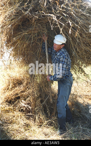 Un agriculteur s'Haycock. Altaï. La Sibérie. La Russie Banque D'Images