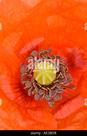Domaine Coquelicot, Coquelicot, Papaver rhoeas Coquelicot (Flandre), close up of flower Banque D'Images