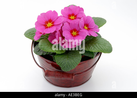 Jardin Primrose (Primula acaulis hybride, Primula vulgaris hybride), en pot plante à fleurs roses, studio photo Banque D'Images