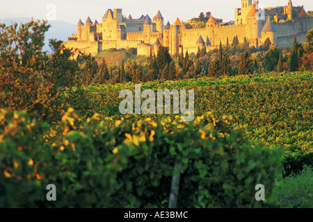 Lumière dorée baigne les vignes qui entourent la ville médiévale de Carcassonne Languedoc France Banque D'Images