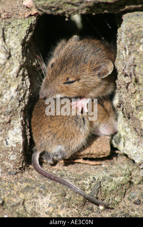 C'est une paire de jeune campagnol roussâtre (Clethrionomys glareolus) le toilettage les uns les autres dans une petite cavité dans un mur. Banque D'Images