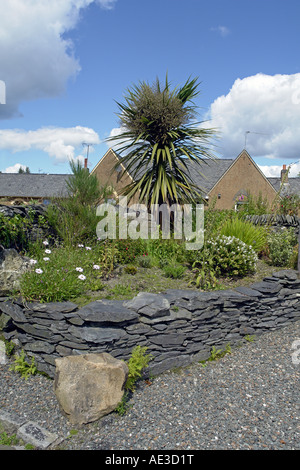 Palmier dans le petit village de Luss sur le Loch Lomond en Ecosse Banque D'Images