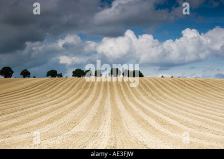 Champ de blé dans la campagne anglaise après sa récolte. Broughton, Oxfordshire, Angleterre Banque D'Images