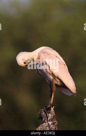 Ajaia ajaja Roseate Spoonbill lissage jeunes Lake Corpus Christi Texas USA Juin 2003 Banque D'Images