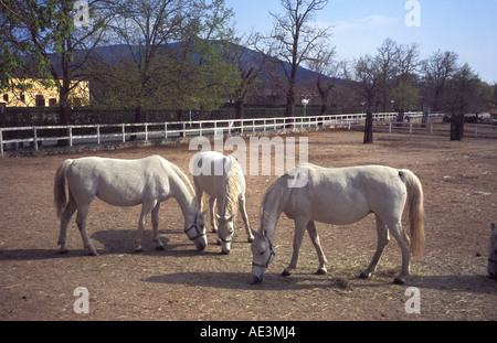 Chevaux lipizzans au haras de Lipica en Slovénie Ce sont toutes les juments enceintes Banque D'Images