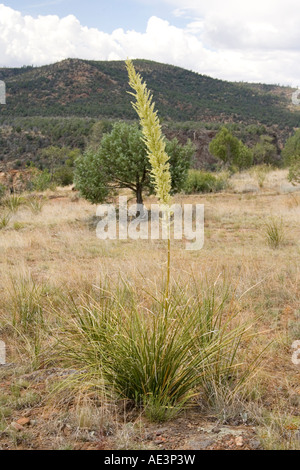 Sacahuista Nolina microcarpa Show Low Arizona United States 18 juillet Lilyaceae Banque D'Images