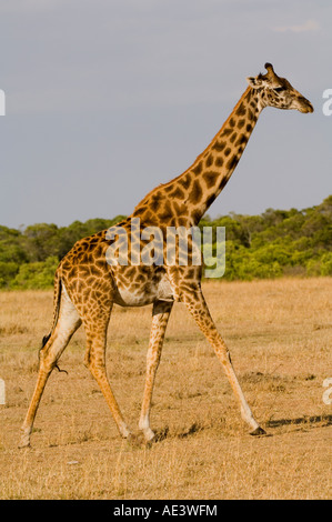 Girafe (Giraffa camelopardalis) Banque D'Images