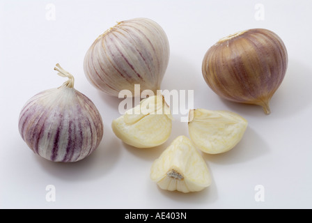 L'ail éléphant, Fédération de l'ail (Allium) une saucisse végétarienne traditionnelle galloise, bulbes, studio photo Banque D'Images