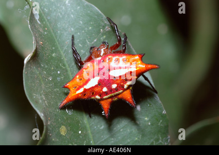 Scarlet Spider kite Gasteracantha sanguinolenta Araneidae femelle dans les forêts tropicales de l'Ouganda Banque D'Images