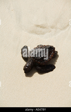 Le Bebe Tortue Beach Santa Maria Sal Sel Iles Du Cap Vert L Afrique Photo Stock Alamy