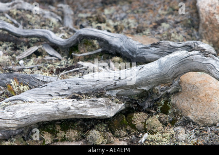 Les racines des arbres altérés Banque D'Images