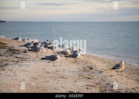 A Flock of seagulls patiemment au repos sur la plage d'Old Tampa Bay, Tampa, Floride Banque D'Images