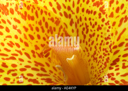 Rhyzomous Picasso Canna vivaces jardin Banque D'Images