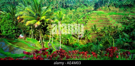 Indonésie Bali près de Ubud rizières en terrasses Banque D'Images