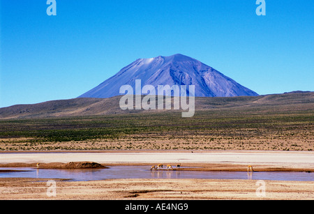 Vue sur El Misti et des vigognes dans la réserve nationale Salinas y Aguada Blanca Arequipa Pérou Banque D'Images