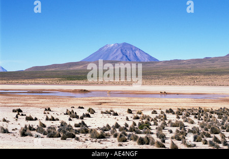 Vue sur El Misti et des vigognes dans la réserve nationale Salinas y Aguada Blanca Arequipa Pérou Banque D'Images