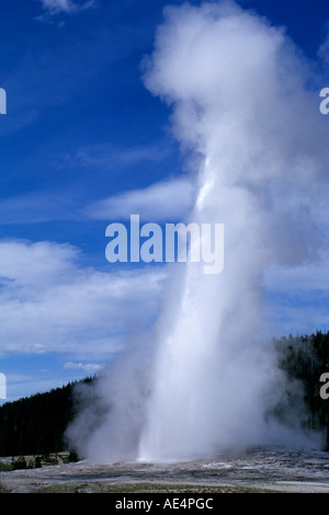 Old Faithful Geyser éclate dans le Parc National de Yellowstone, Wyoming, USA Banque D'Images