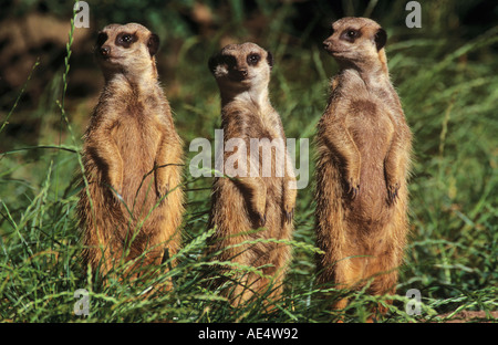 Trois à queue fine / les suricates Suricata suricatta Banque D'Images