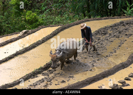 Casque colonial farmer avec buffalo charrue laboure des terrasses de riz près de Sapa Vietnam Banque D'Images