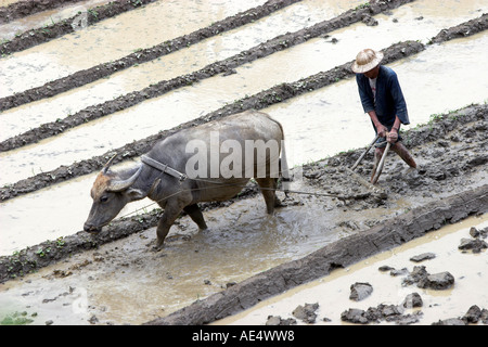 Casque colonial farmer avec buffalo charrue laboure des terrasses de riz près de Sapa Vietnam Banque D'Images