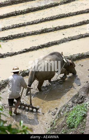 Casque colonial farmer avec buffalo charrue laboure des terrasses de riz près de Sapa Vietnam Banque D'Images