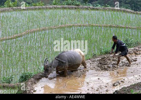 Agriculteur avec buffalo charrue laboure des terrasses de riz près de Sapa Vietnam Banque D'Images