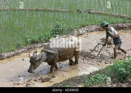 Casque colonial farmer avec buffalo charrue laboure des terrasses de riz près de Sapa Vietnam Banque D'Images