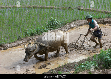 Casque colonial farmer avec buffalo charrue laboure des terrasses de riz près de Sapa Vietnam Banque D'Images