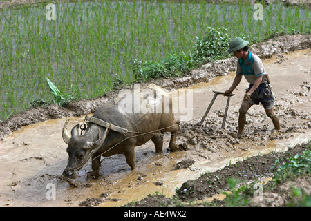 Casque colonial farmer avec buffalo charrue laboure des terrasses de riz près de Sapa Vietnam Banque D'Images